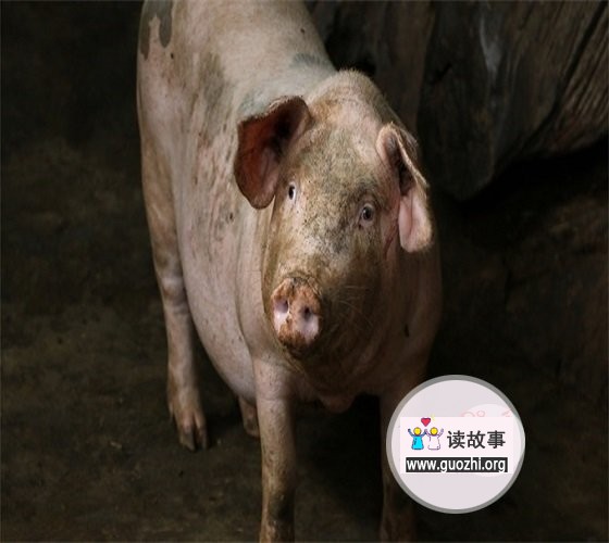 韩国宰5万头猪 被猪血染红的河流极为壮观