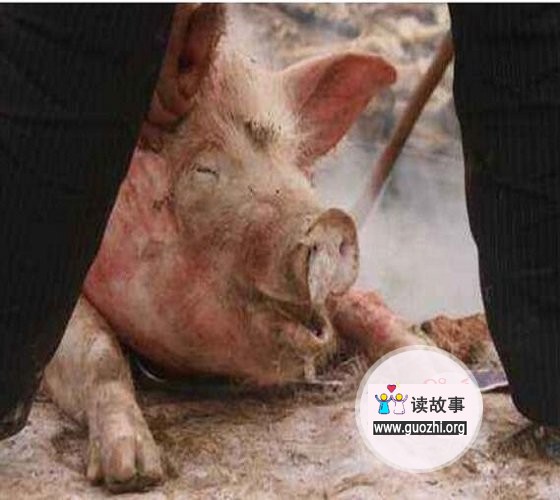 韩国宰5万头猪 被猪血染红的河流极为壮观