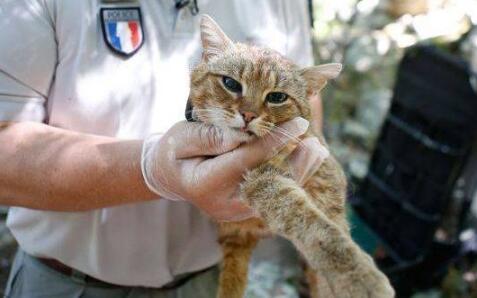 【惊呆】法国猫科新物种 怎么和中华田园猫长一样？