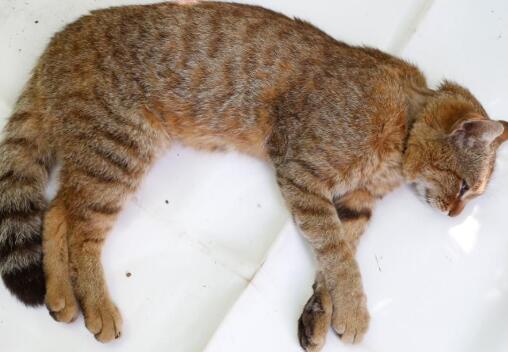 【惊呆】法国猫科新物种 怎么和中华田园猫长一样？