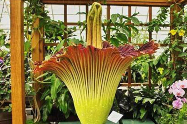 世界十大最奇特植物：千岁兰上榜，它能开出最大的花