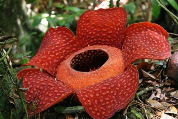 世界十大最奇特植物：千岁兰上榜，它能开出最大的花