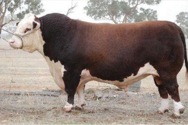 世界十大重型牛品种 契安尼娜牛体型最大，中国延边牛上榜