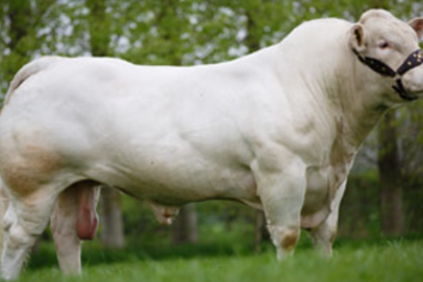 世界十大重型牛品种 契安尼娜牛体型最大，中国延边牛上榜